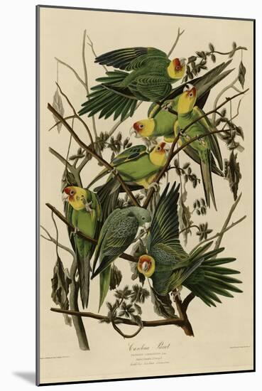 Carolina Parrot-null-Mounted Giclee Print