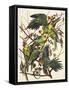 Carolina Parrot-John James Audubon-Framed Stretched Canvas