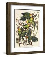 Carolina Parrot-John James Audubon-Framed Art Print