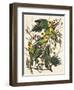 Carolina Parrot-John James Audubon-Framed Art Print