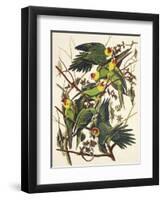 Carolina Parrot-John James Audubon-Framed Art Print