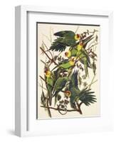 Carolina Parrot-John James Audubon-Framed Art Print