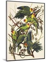 Carolina Parrot-John James Audubon-Mounted Art Print