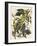 Carolina Parrot-John James Audubon-Framed Art Print