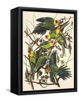 Carolina Parrot-John James Audubon-Framed Stretched Canvas