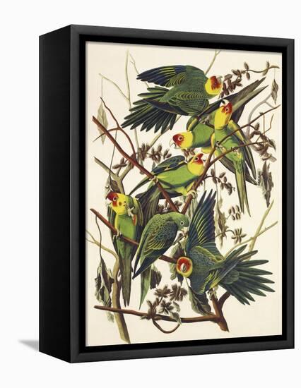 Carolina Parrot-John James Audubon-Framed Stretched Canvas