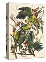 Carolina Parrot-John James Audubon-Stretched Canvas