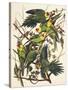 Carolina Parrot-John James Audubon-Stretched Canvas