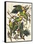 Carolina Parrot-John James Audubon-Framed Stretched Canvas