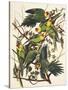 Carolina Parrot-John James Audubon-Stretched Canvas