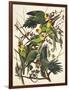 Carolina Parrot-John James Audubon-Framed Art Print