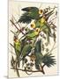 Carolina Parrot-John James Audubon-Mounted Art Print