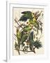 Carolina Parrot-John James Audubon-Framed Art Print