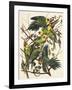 Carolina Parrot-John James Audubon-Framed Art Print