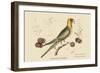 Carolina Parrot-Mark Catesby-Framed Art Print