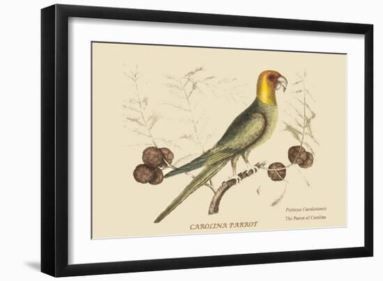 Carolina Parrot-Mark Catesby-Framed Art Print
