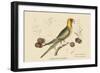 Carolina Parrot-Mark Catesby-Framed Art Print