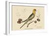 Carolina Parrot-Mark Catesby-Framed Art Print