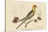 Carolina Parrot-Mark Catesby-Stretched Canvas