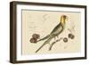 Carolina Parrot-Mark Catesby-Framed Art Print