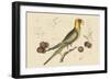 Carolina Parrot-Mark Catesby-Framed Art Print