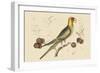 Carolina Parrot-Mark Catesby-Framed Art Print