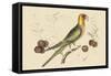 Carolina Parrot-Mark Catesby-Framed Stretched Canvas