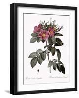 Carolina Rose-Pierre Joseph Redoute-Framed Giclee Print