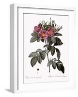 Carolina Rose-Pierre Joseph Redoute-Framed Giclee Print