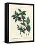 Carolina Spicebush or Eastern Sweetshrub, Calycanthus Floridus Var. Glaucus (Calycanthus Nanus). Ha-Pierre-Joseph Redouté-Framed Stretched Canvas