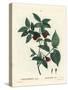 Carolina Spicebush or Eastern Sweetshrub, Calycanthus Floridus Var. Glaucus (Calycanthus Nanus). Ha-Pierre-Joseph Redouté-Stretched Canvas