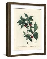 Carolina Spicebush or Eastern Sweetshrub, Calycanthus Floridus Var. Glaucus (Calycanthus Nanus). Ha-Pierre-Joseph Redouté-Framed Giclee Print