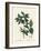 Carolina Spicebush or Eastern Sweetshrub, Calycanthus Floridus Var. Glaucus (Calycanthus Nanus). Ha-Pierre-Joseph Redouté-Framed Giclee Print