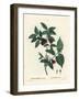 Carolina Spicebush or Eastern Sweetshrub, Calycanthus Floridus Var. Glaucus (Calycanthus Nanus). Ha-Pierre-Joseph Redouté-Framed Giclee Print