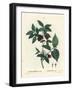 Carolina Spicebush or Eastern Sweetshrub, Calycanthus Floridus Var. Glaucus (Calycanthus Nanus). Ha-Pierre-Joseph Redouté-Framed Giclee Print