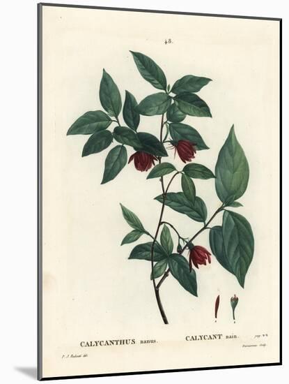 Carolina Spicebush or Eastern Sweetshrub, Calycanthus Floridus Var. Glaucus (Calycanthus Nanus). Ha-Pierre-Joseph Redouté-Mounted Giclee Print