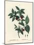 Carolina Spicebush or Eastern Sweetshrub, Calycanthus Floridus Var. Glaucus (Calycanthus Nanus). Ha-Pierre-Joseph Redouté-Mounted Giclee Print