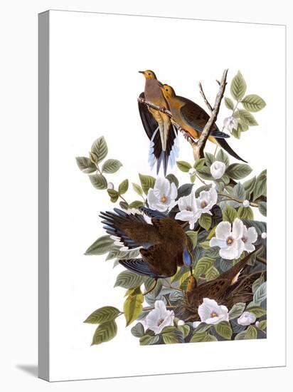 Carolina Turtle Dove-John James Audubon-Stretched Canvas