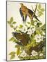 Carolina Turtle Dove-John James Audubon-Mounted Art Print