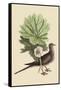 Carolina Turtle Dove-Mark Catesby-Framed Stretched Canvas