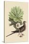 Carolina Turtle Dove-Mark Catesby-Stretched Canvas