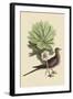 Carolina Turtle Dove-Mark Catesby-Framed Art Print