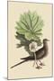 Carolina Turtle Dove-Mark Catesby-Mounted Art Print