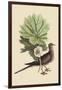 Carolina Turtle Dove-Mark Catesby-Framed Art Print