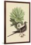 Carolina Turtle Dove-Mark Catesby-Framed Art Print