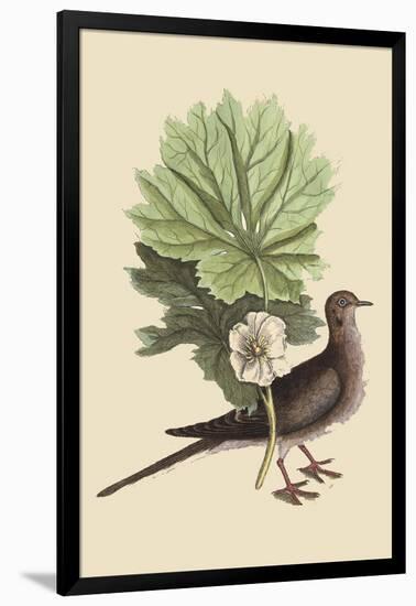 Carolina Turtle Dove-Mark Catesby-Framed Art Print