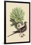 Carolina Turtle Dove-Mark Catesby-Framed Art Print