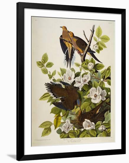 Carolina Turtledove. Mourning Dove, (Zenaida Macroura), Plate Xvii, from 'The Birds of America'-John James Audubon-Framed Giclee Print