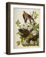 Carolina Turtledove. Mourning Dove, (Zenaida Macroura), Plate Xvii, from 'The Birds of America'-John James Audubon-Framed Giclee Print