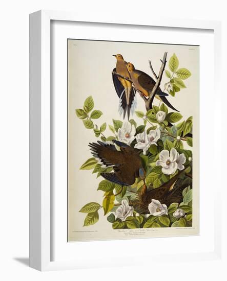 Carolina Turtledove. Mourning Dove, (Zenaida Macroura), Plate Xvii, from 'The Birds of America'-John James Audubon-Framed Giclee Print